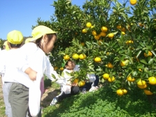 みかん狩り