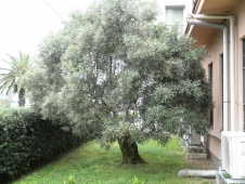 プラトンのオリーブ樹