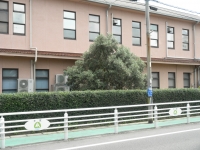 プラトンのオリーブ樹