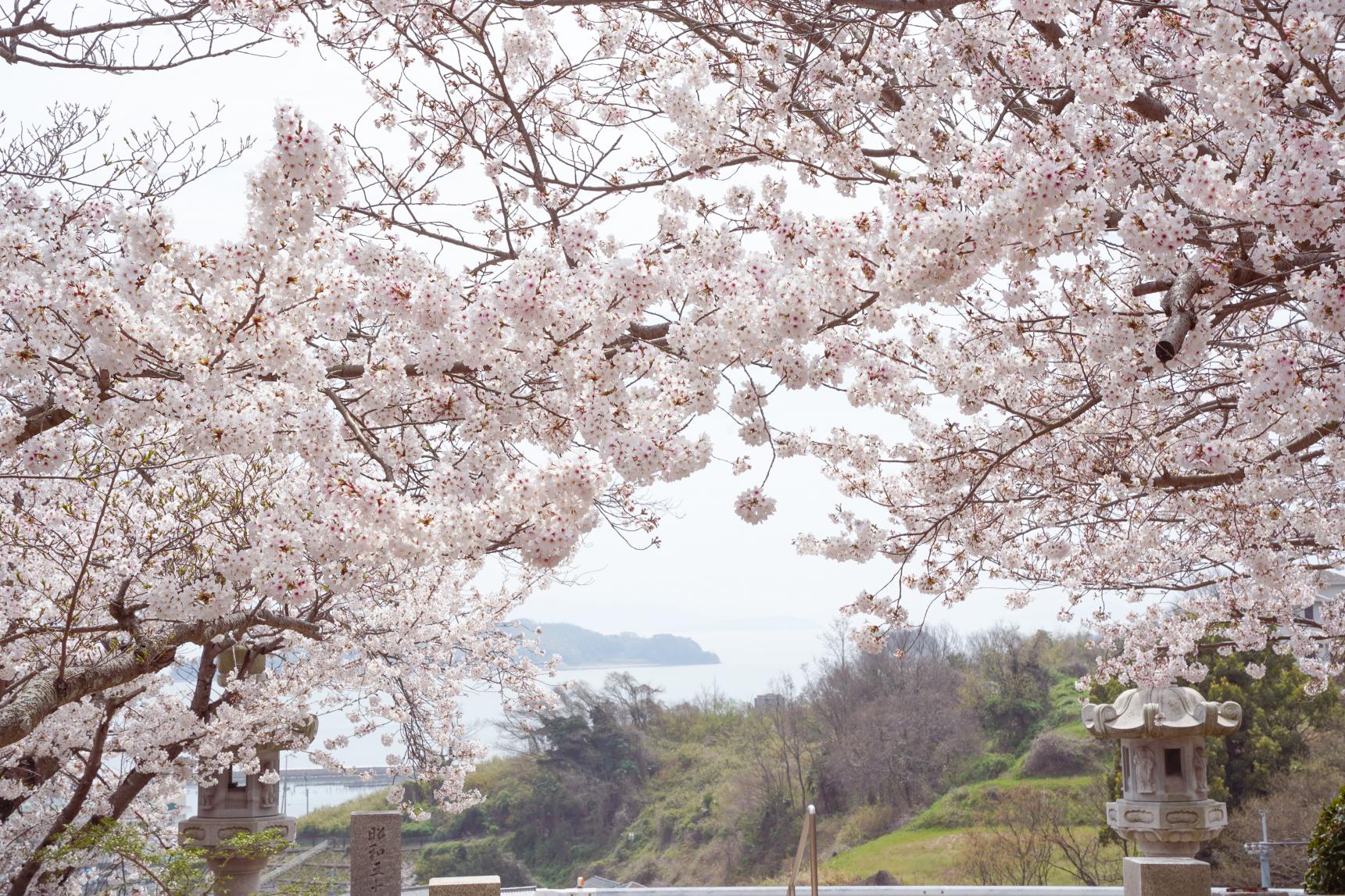 春爛漫！瀬戸内市の【桜】特集を公開しています！-1