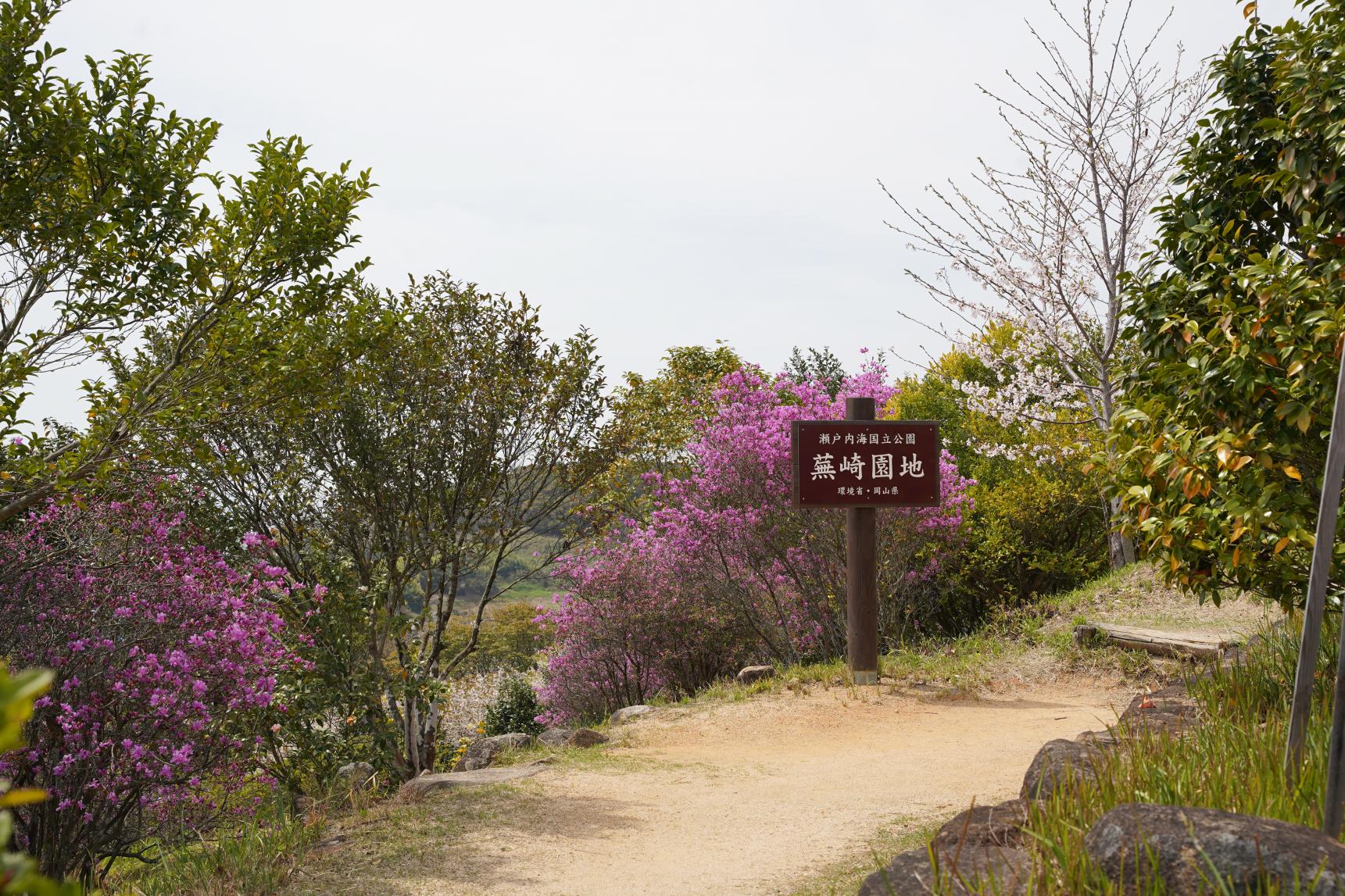 牛窓神社の「ツツジ」が見ごろです！-5