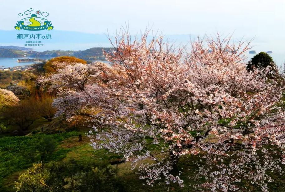 2023年　瀬戸内市の桜を見逃したあなたへ。動画公開中！-1