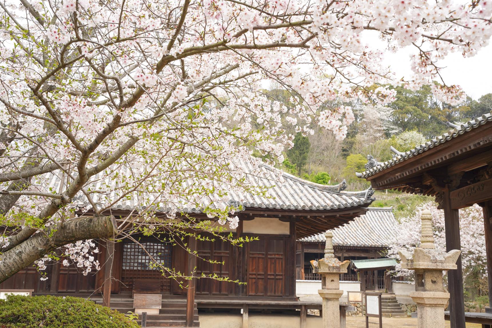 本蓮寺-7