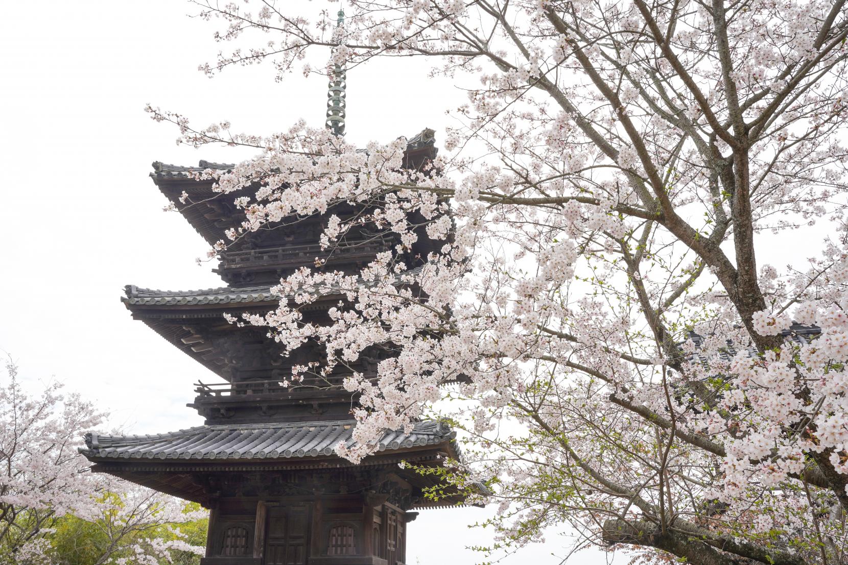 本蓮寺-3