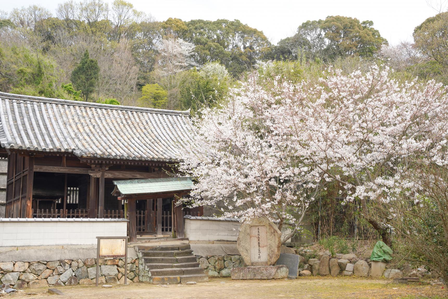 本蓮寺-4