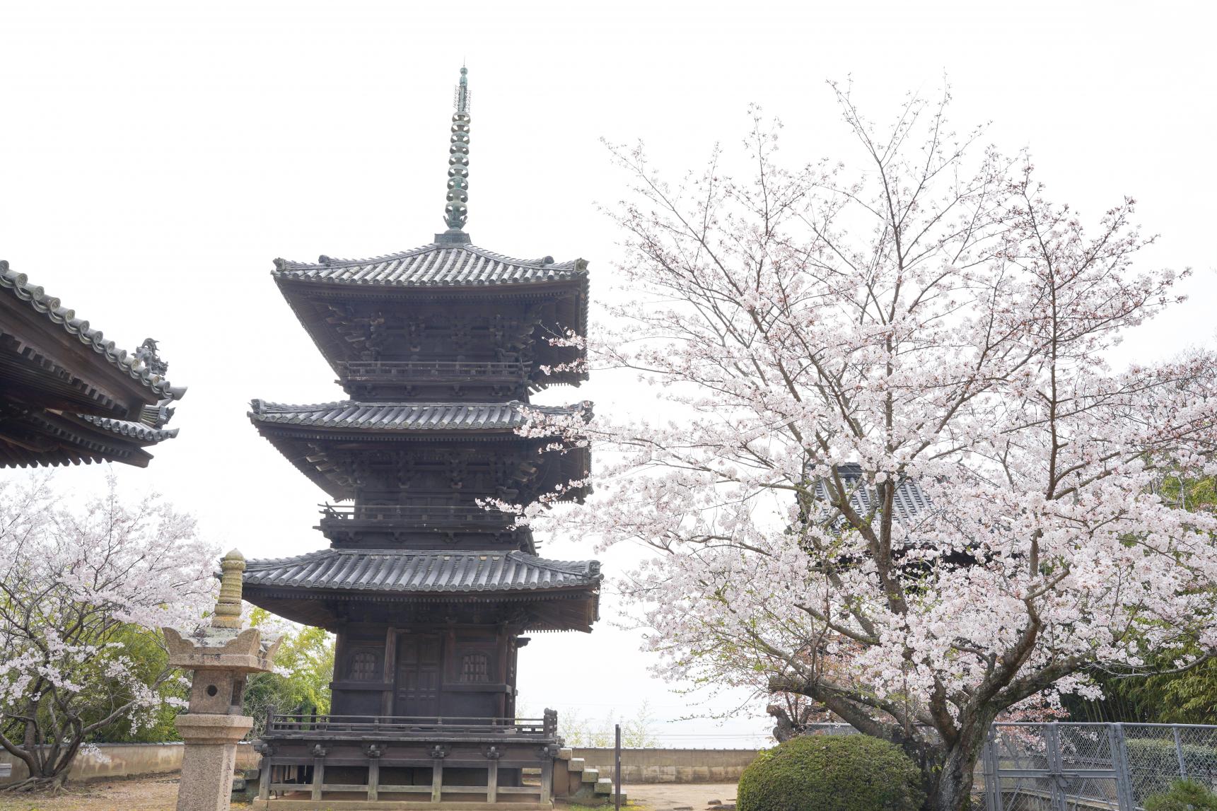 本蓮寺-5