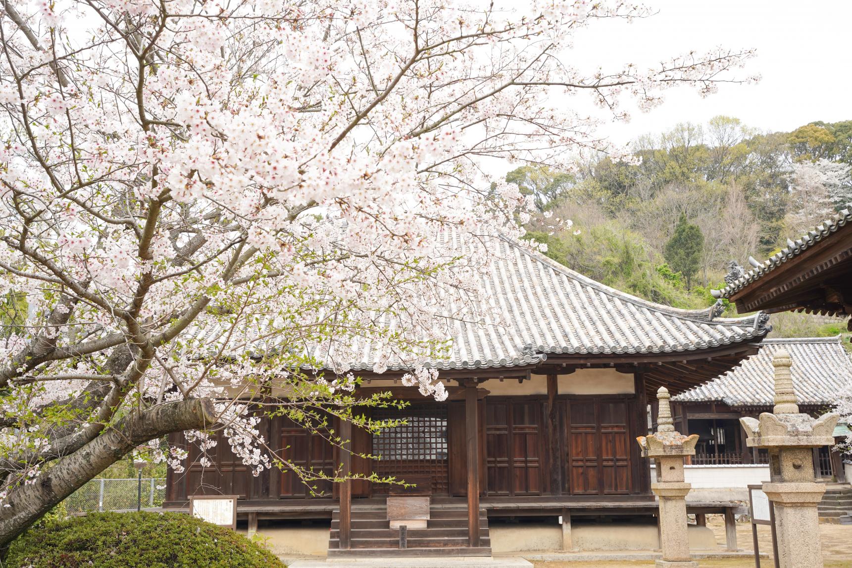 本蓮寺-8