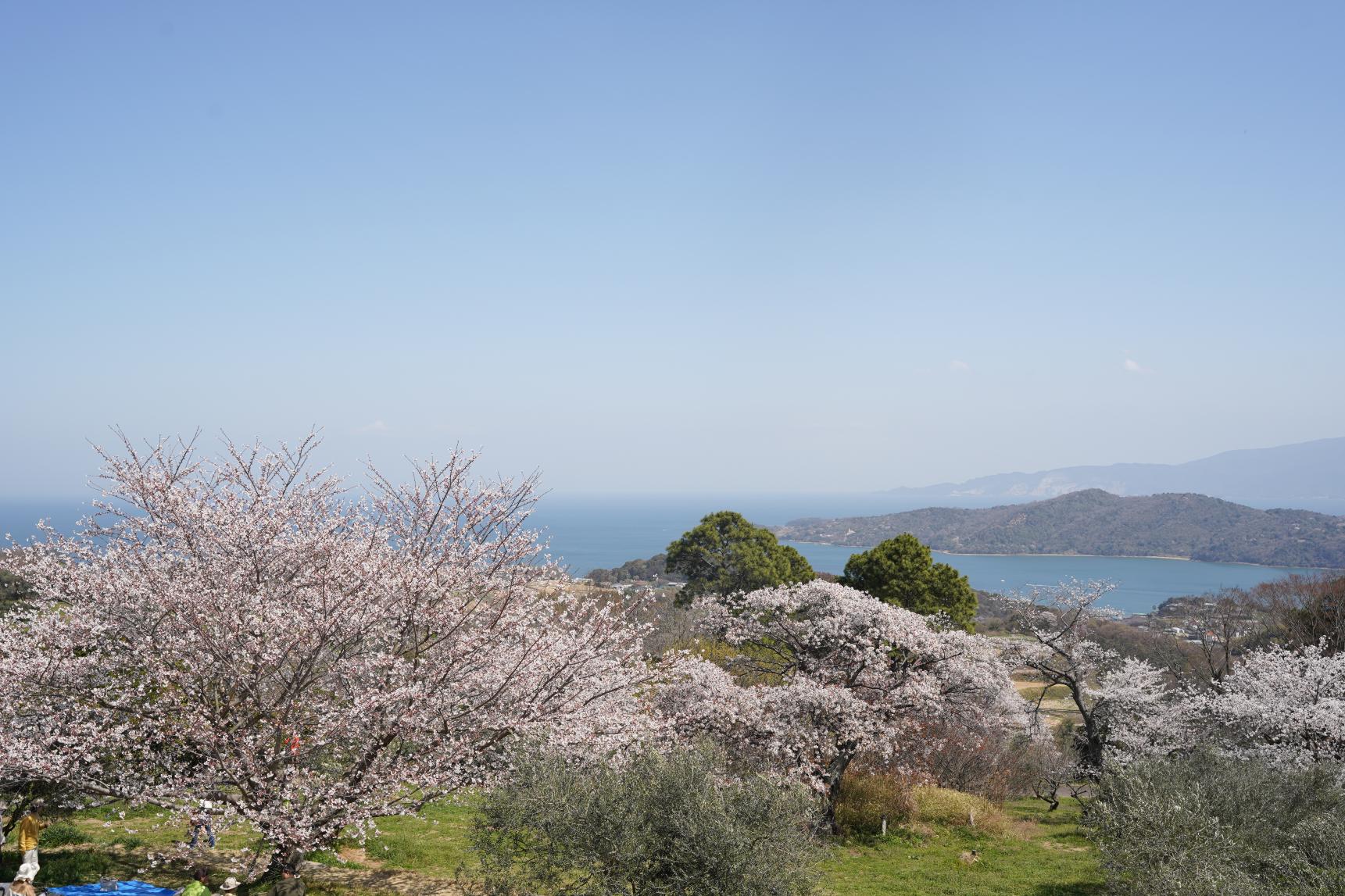 牛窓オリーブ園-2