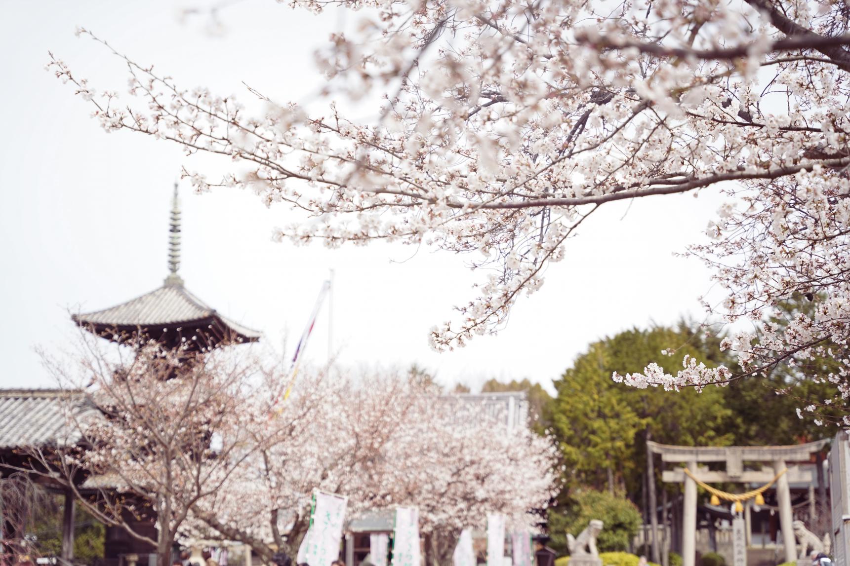上寺山餘慶寺　-1