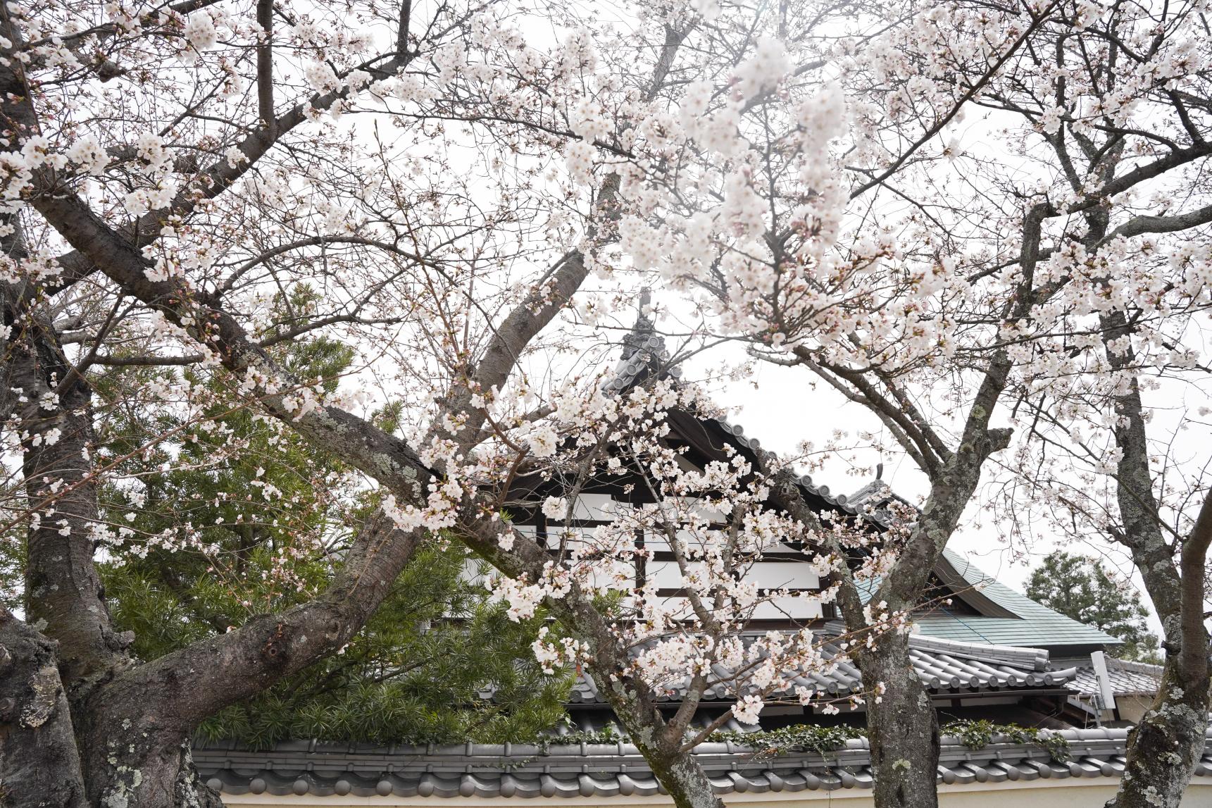 上寺山餘慶寺　-2