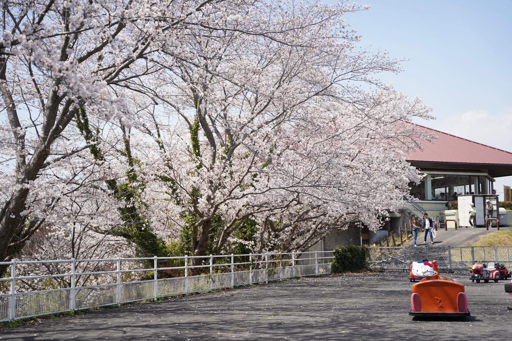 道の駅　一本松展望園　-0