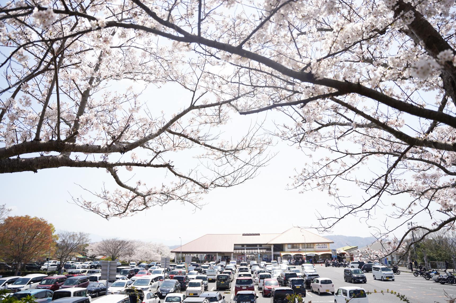 道の駅　一本松展望園　-1