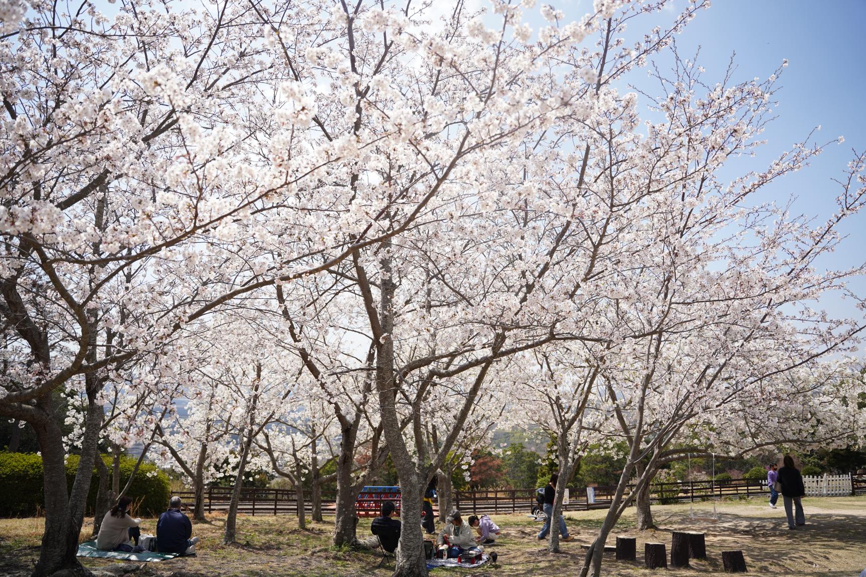 道の駅　一本松展望園　-3