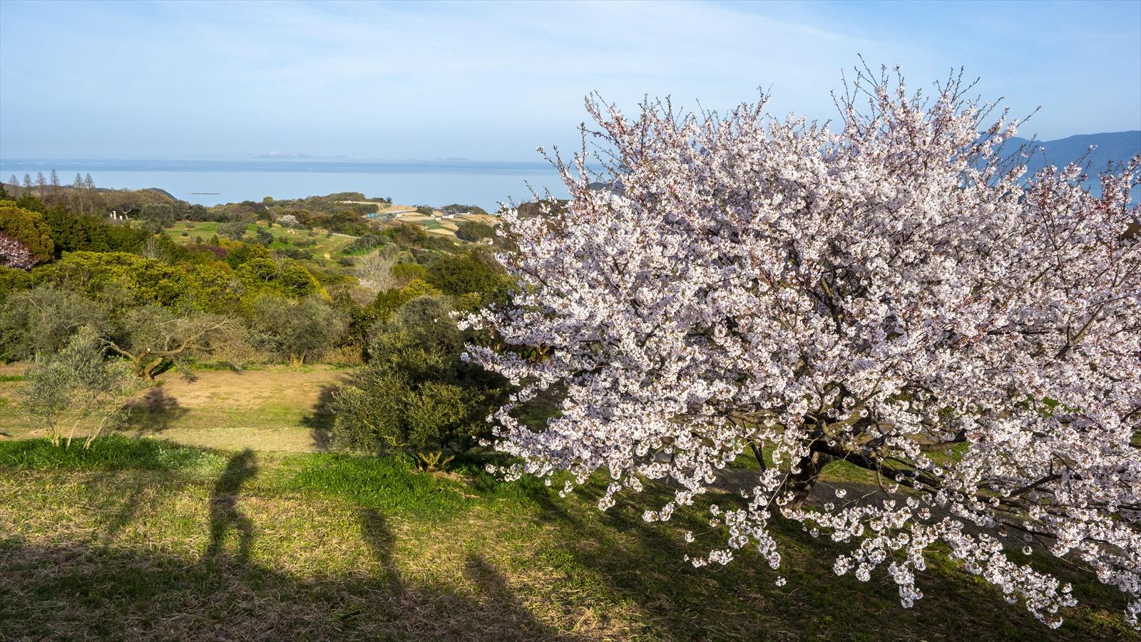 オリーブ園の桜-1