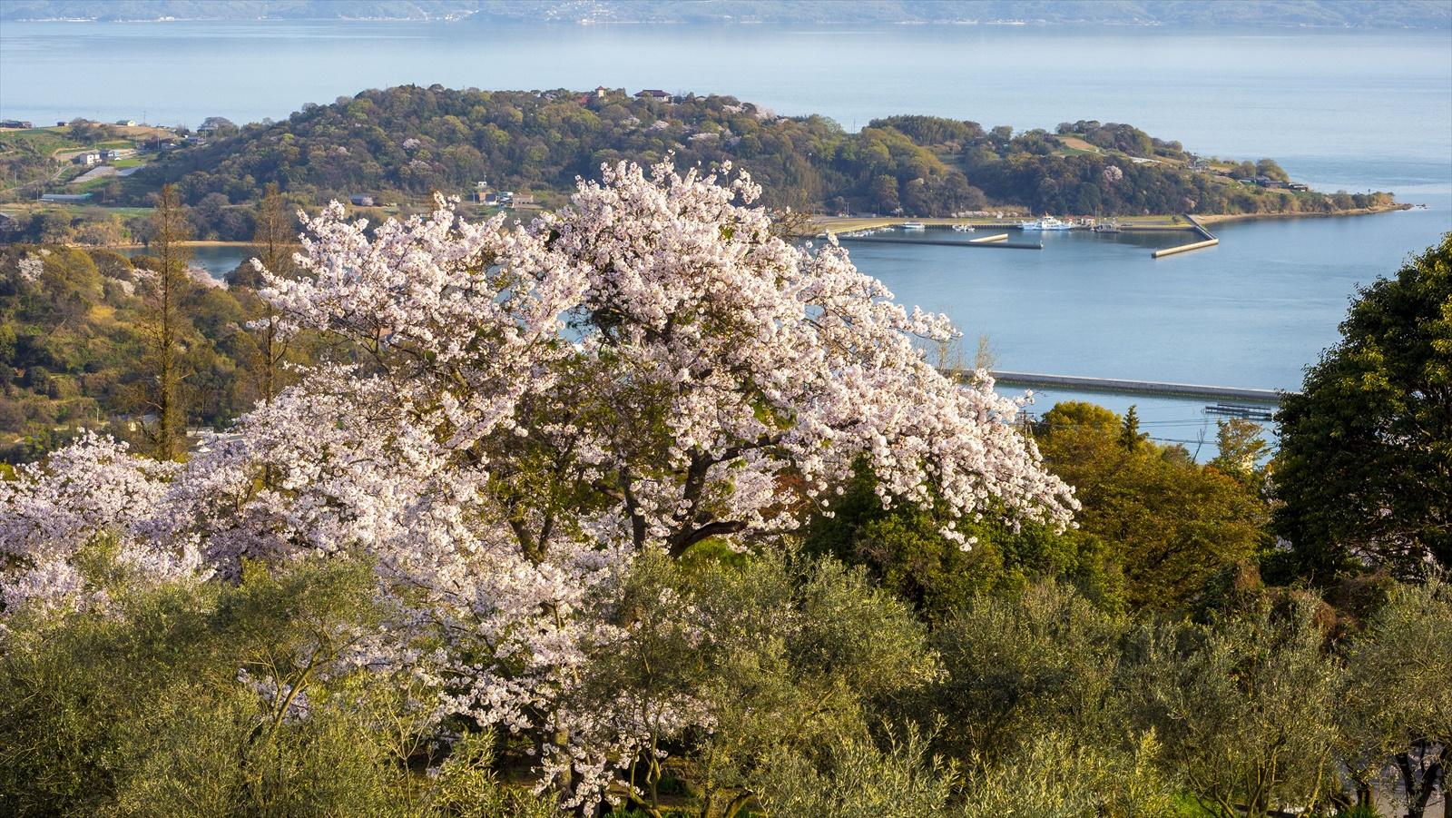 オリーブ園の桜-0