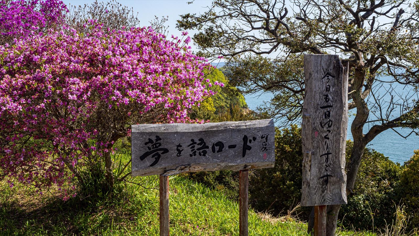 牛窓神社、望洋亭のツツジ-1