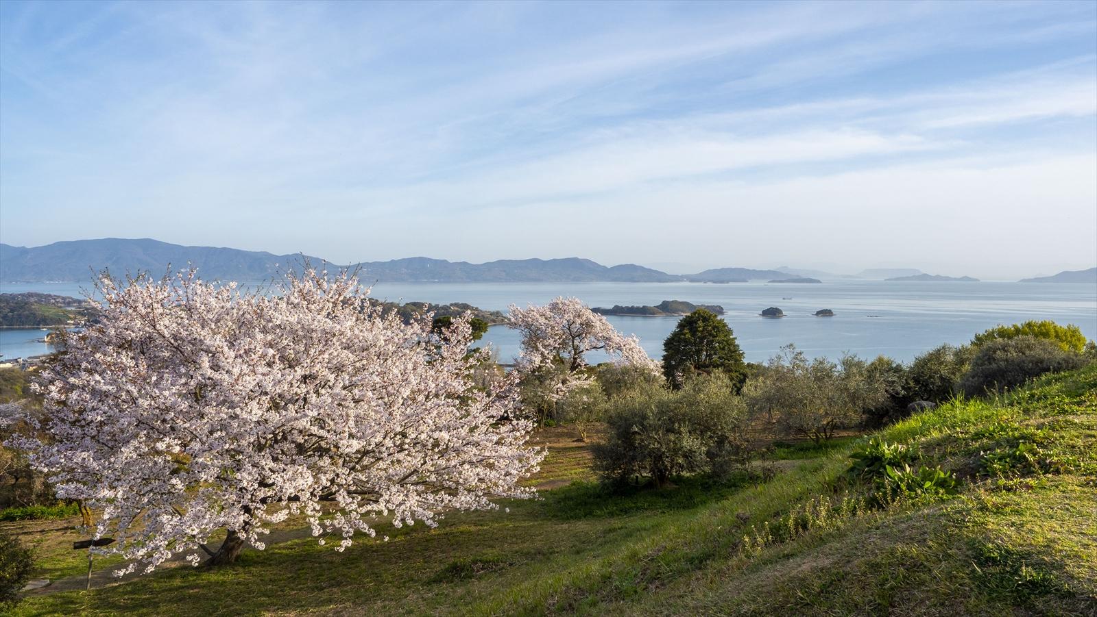 春爛漫！瀬戸内の桜と牛窓の海辺のツツジ