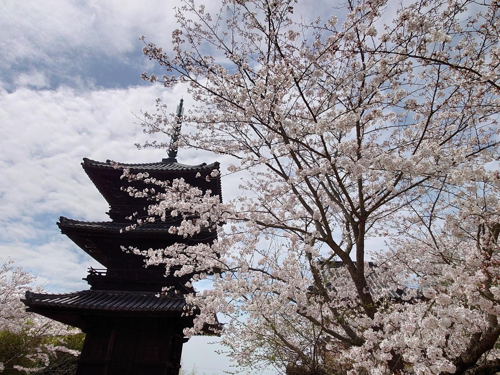 春爛漫！瀬戸内市の桜スポット巡り　ー第1弾ー-1