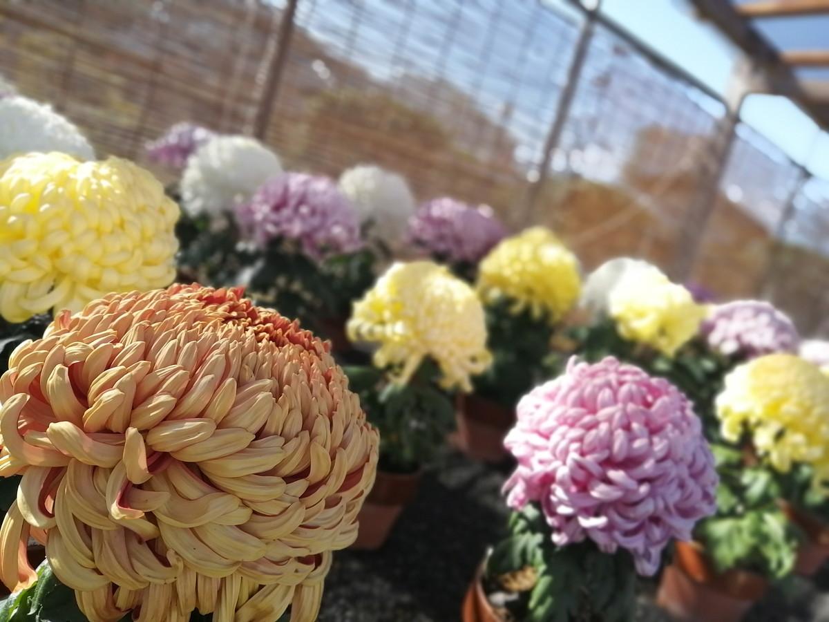 備前長船菊花展-2