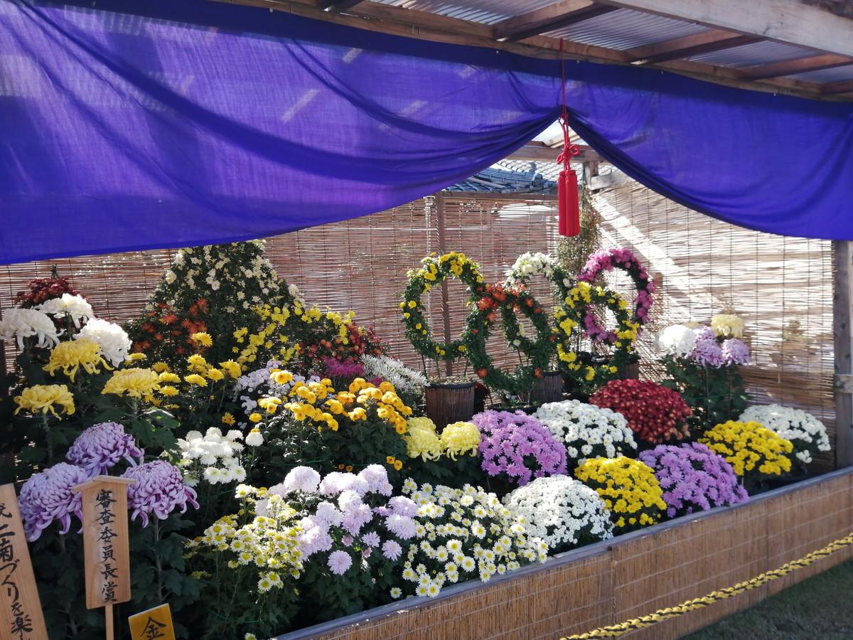 備前長船菊花展-1